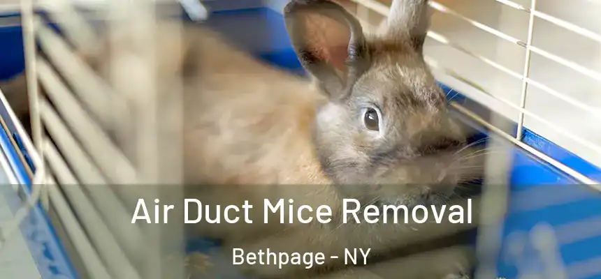  Air Duct Mice Removal Bethpage - NY
